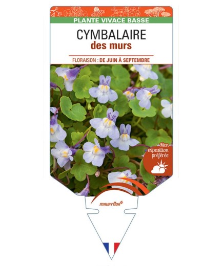 LINARIA CYMBALARIA voir Cymbalaire des murs