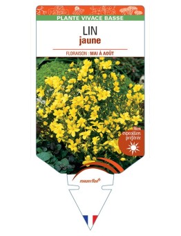 LINUM FLAVUM voir Lin (jaune)
