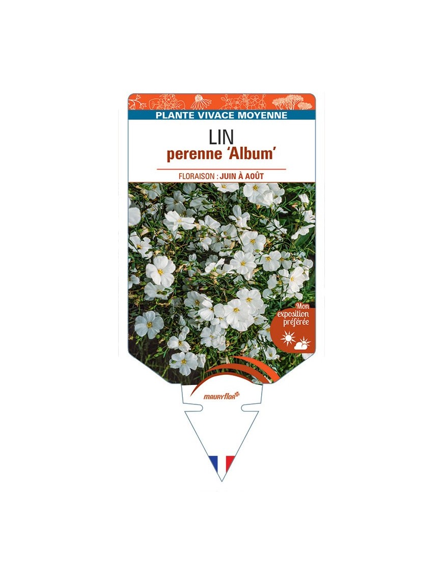 LINUM PERENNE ALBUM voir Lin