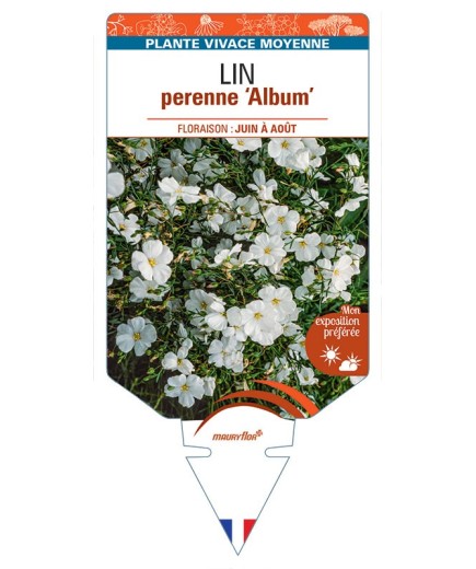 LINUM PERENNE ALBUM voir Lin