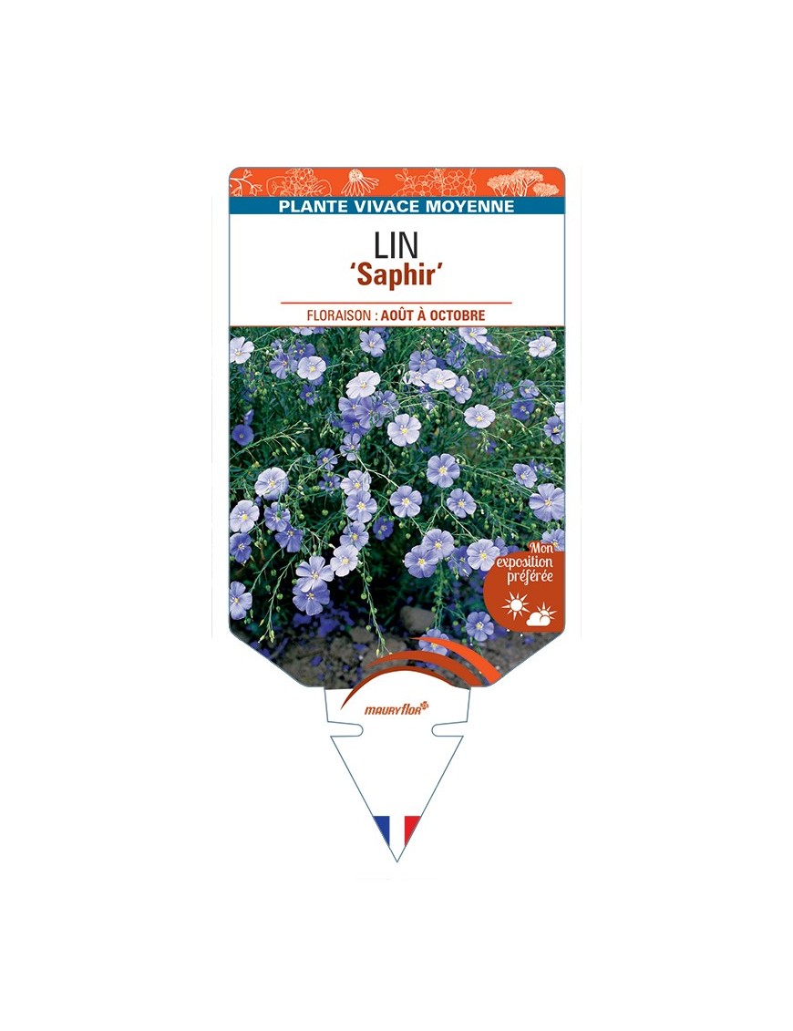 LINUM perenne Saphir voir Lin