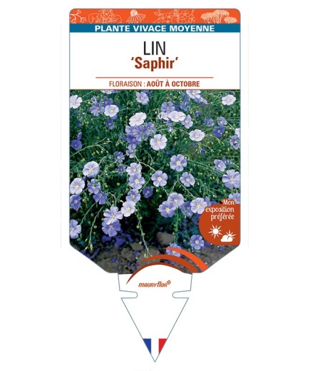 LINUM perenne Saphir voir Lin