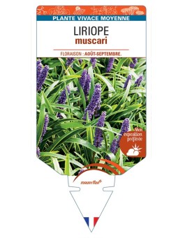 LIRIOPE muscari (violet)
