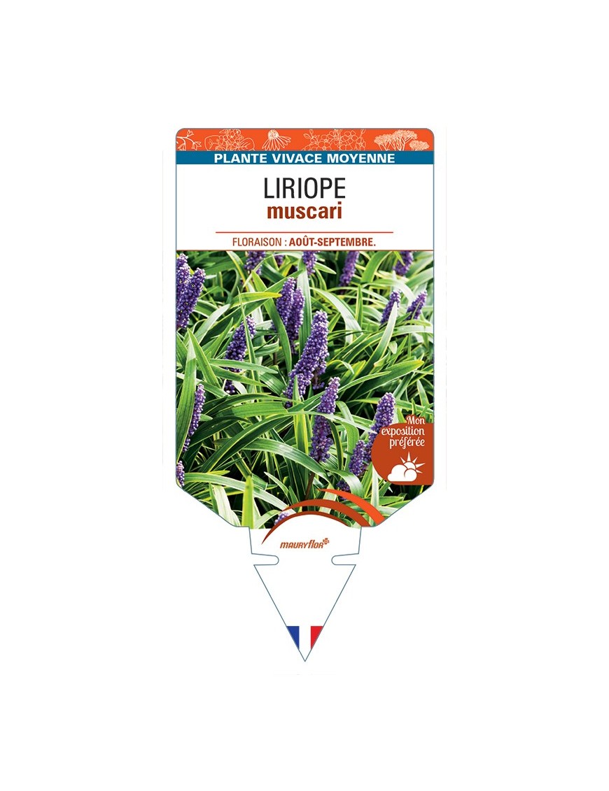 LIRIOPE muscari (violet)