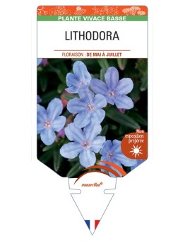 LITHODORA (diffusa)