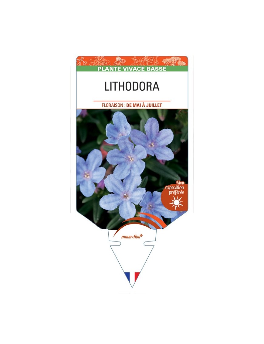 LITHODORA (diffusa)