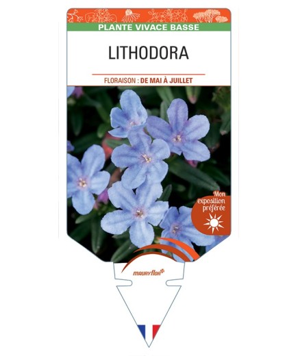 LITHODORA (diffusa)