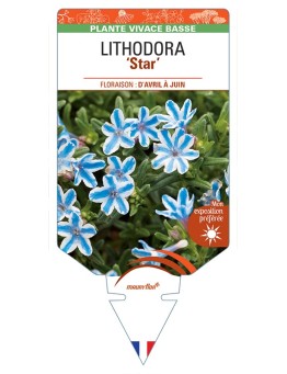 LITHODORA (diffusa) Blue Star
