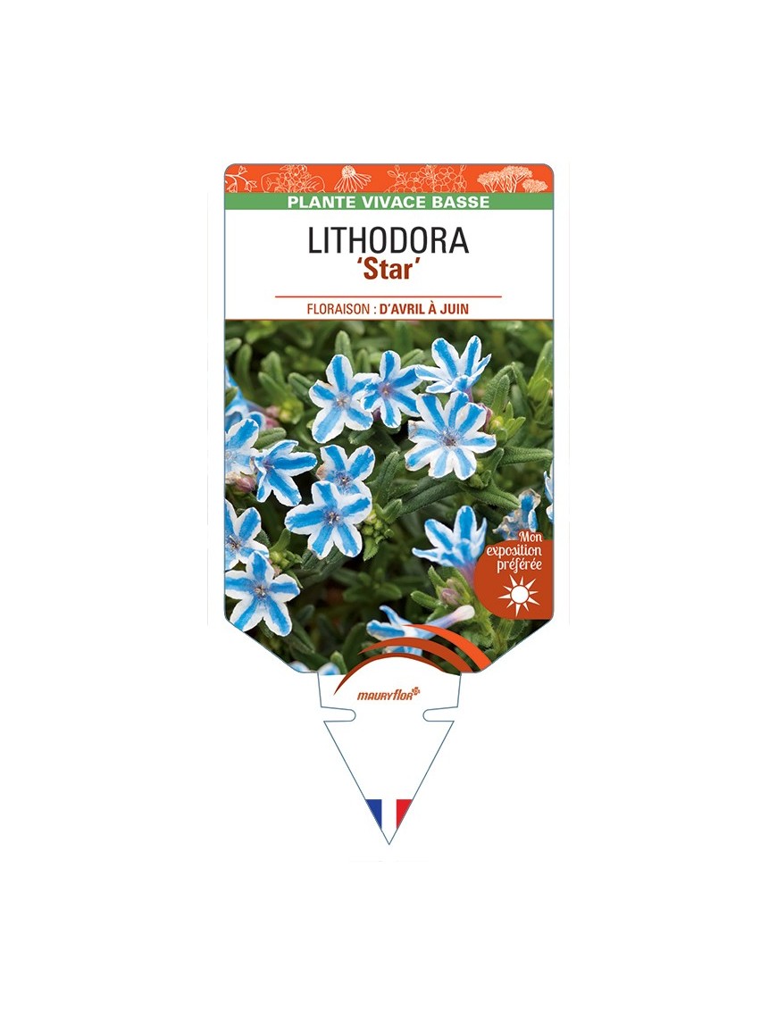 LITHODORA (diffusa) Blue Star