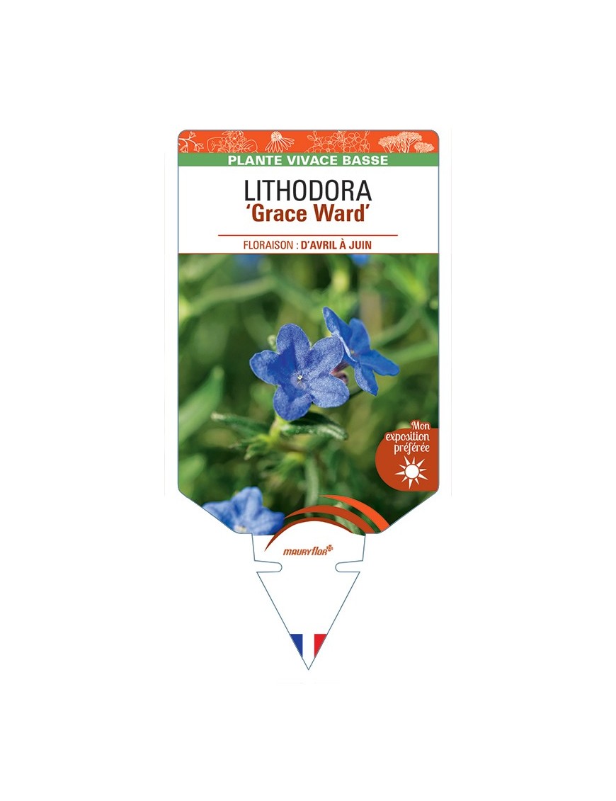LITHODORA (diffusa) Grace Ward