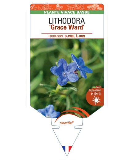 LITHODORA (diffusa) Grace Ward