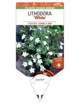 LITHODORA (diffusa) White