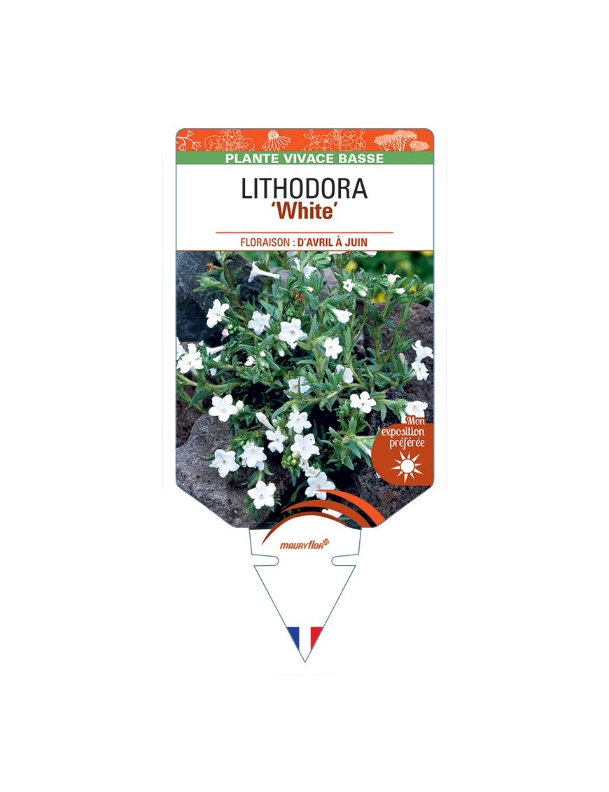 LITHODORA (diffusa) White