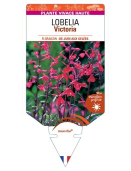 LOBELIA (fulgens x cardinalis) Victoria