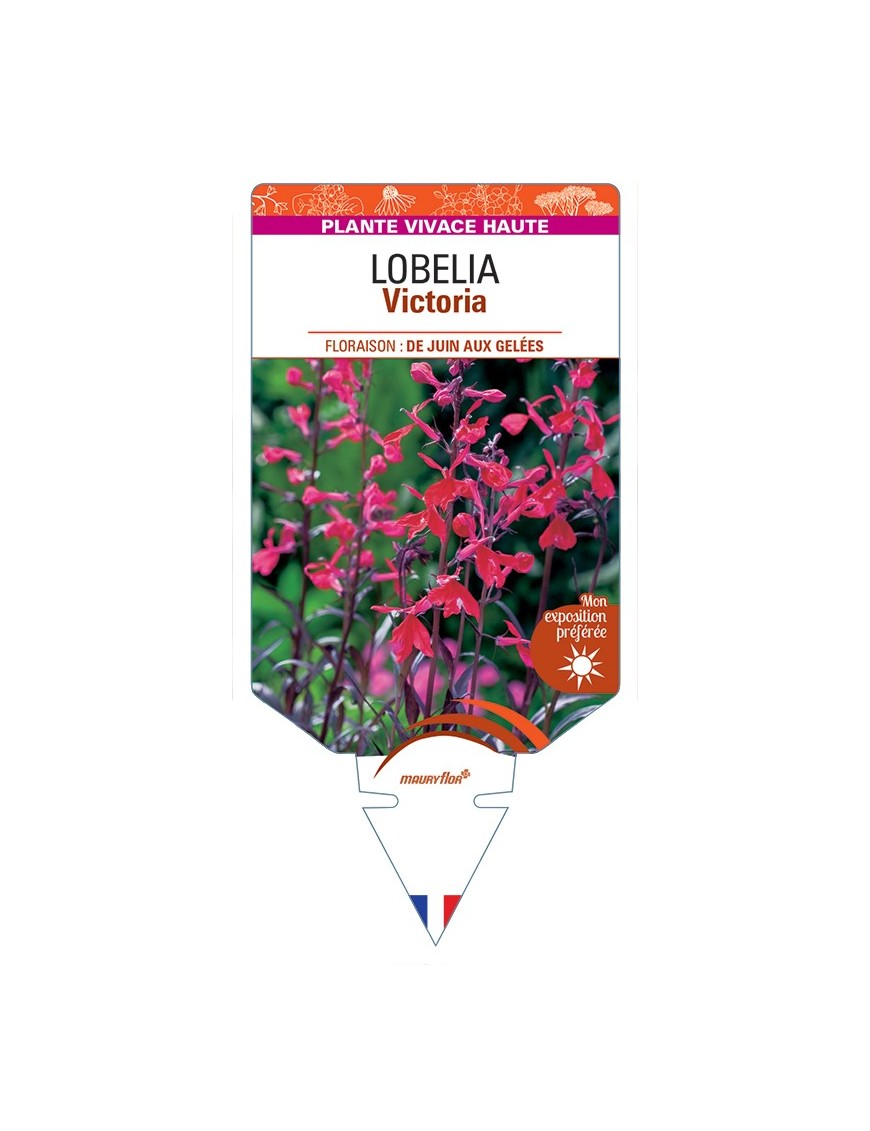 LOBELIA (fulgens x cardinalis) Victoria