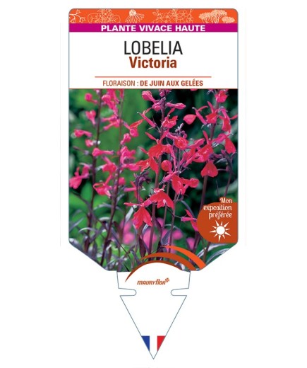 LOBELIA (fulgens x cardinalis) Victoria