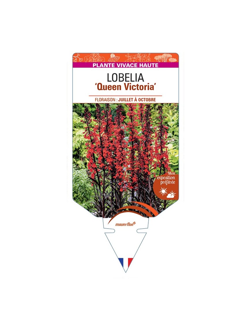 LOBELIA (fulgens) Queen Victoria