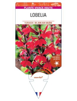 LOBELIA (speciosa)