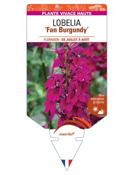 LOBELIA (speciosa) Fan Burgundy