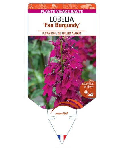 LOBELIA (speciosa) Fan Burgundy