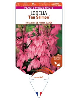 LOBELIA (speciosa) Fan Salmon