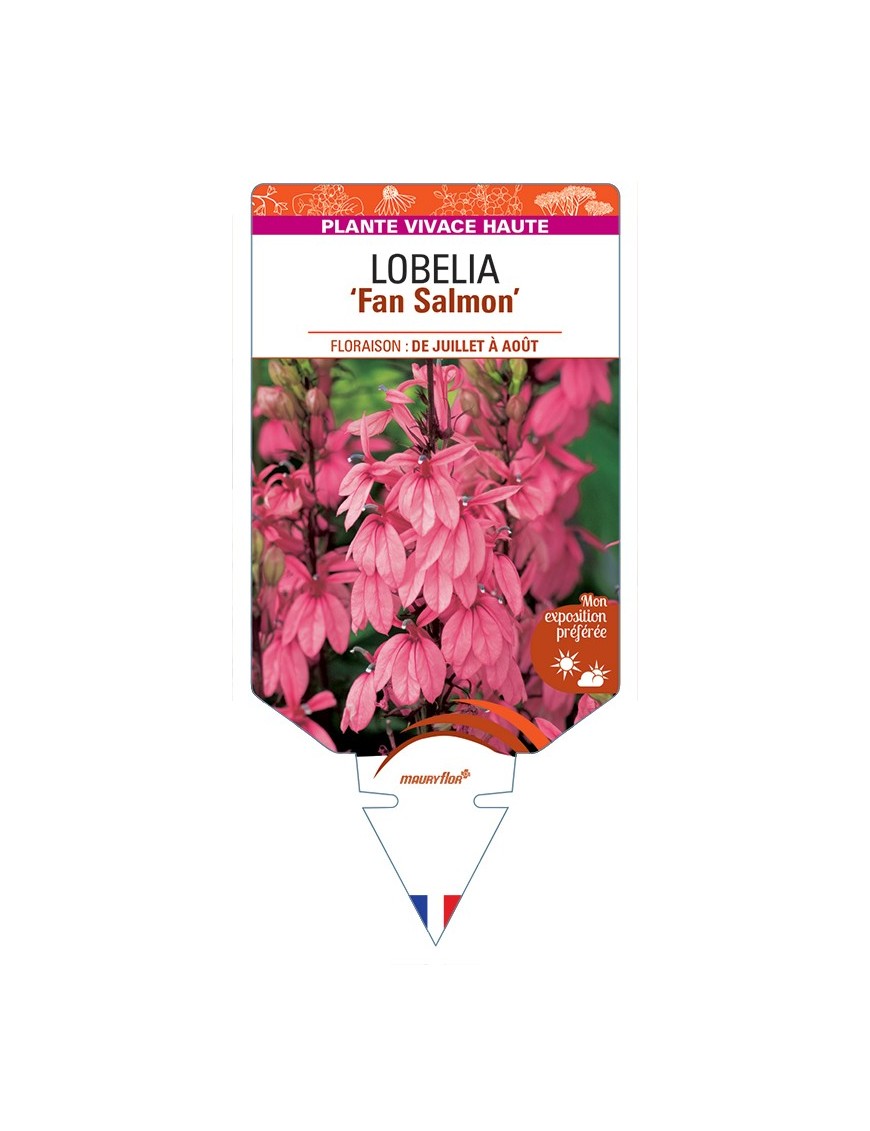 LOBELIA (speciosa) Fan Salmon