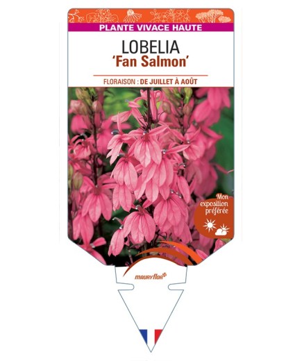 LOBELIA (speciosa) Fan Salmon