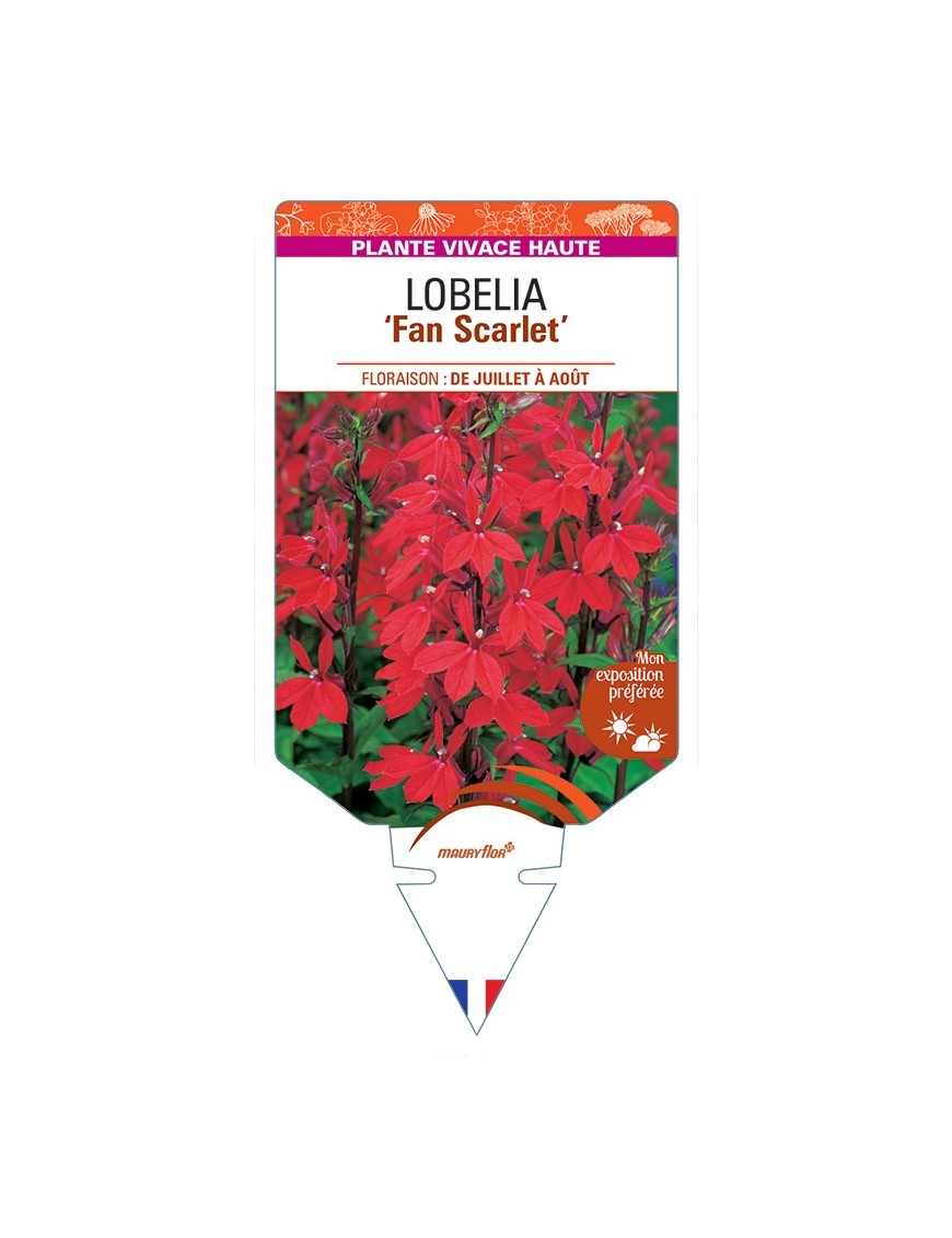 LOBELIA (speciosa) Fan Scarlet