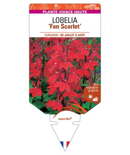 LOBELIA (speciosa) Fan Scarlet