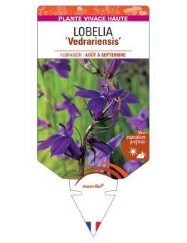 LOBELIA (x gerardii) Vedrariensis