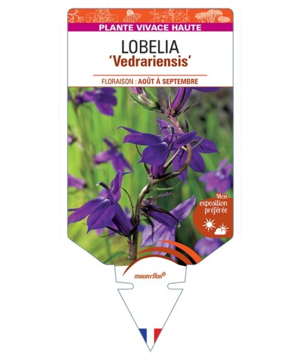 LOBELIA (x gerardii) Vedrariensis