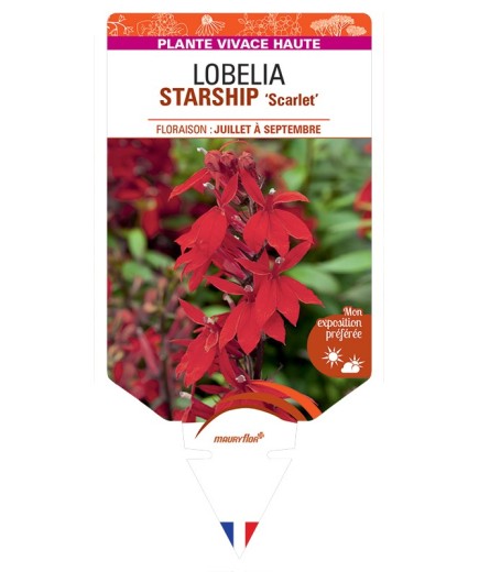 LOBELIA (x speciosa) STARSHIP Scarlet