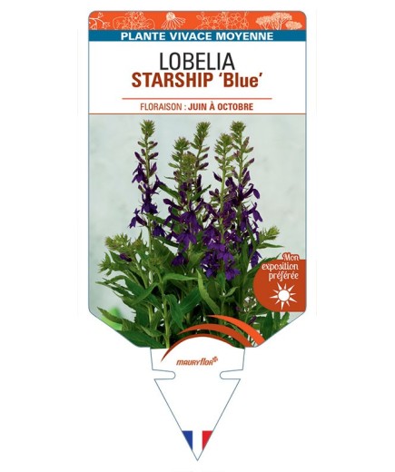LOBELIA STARSHIP Blue