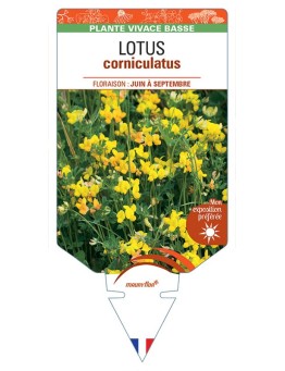 LOTUS CORNICULATUS