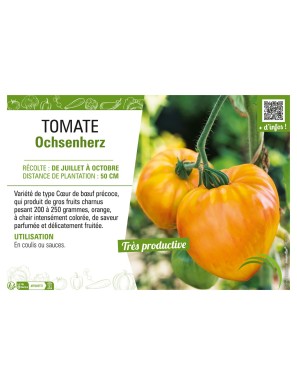 TOMATE OCHSENHERZ