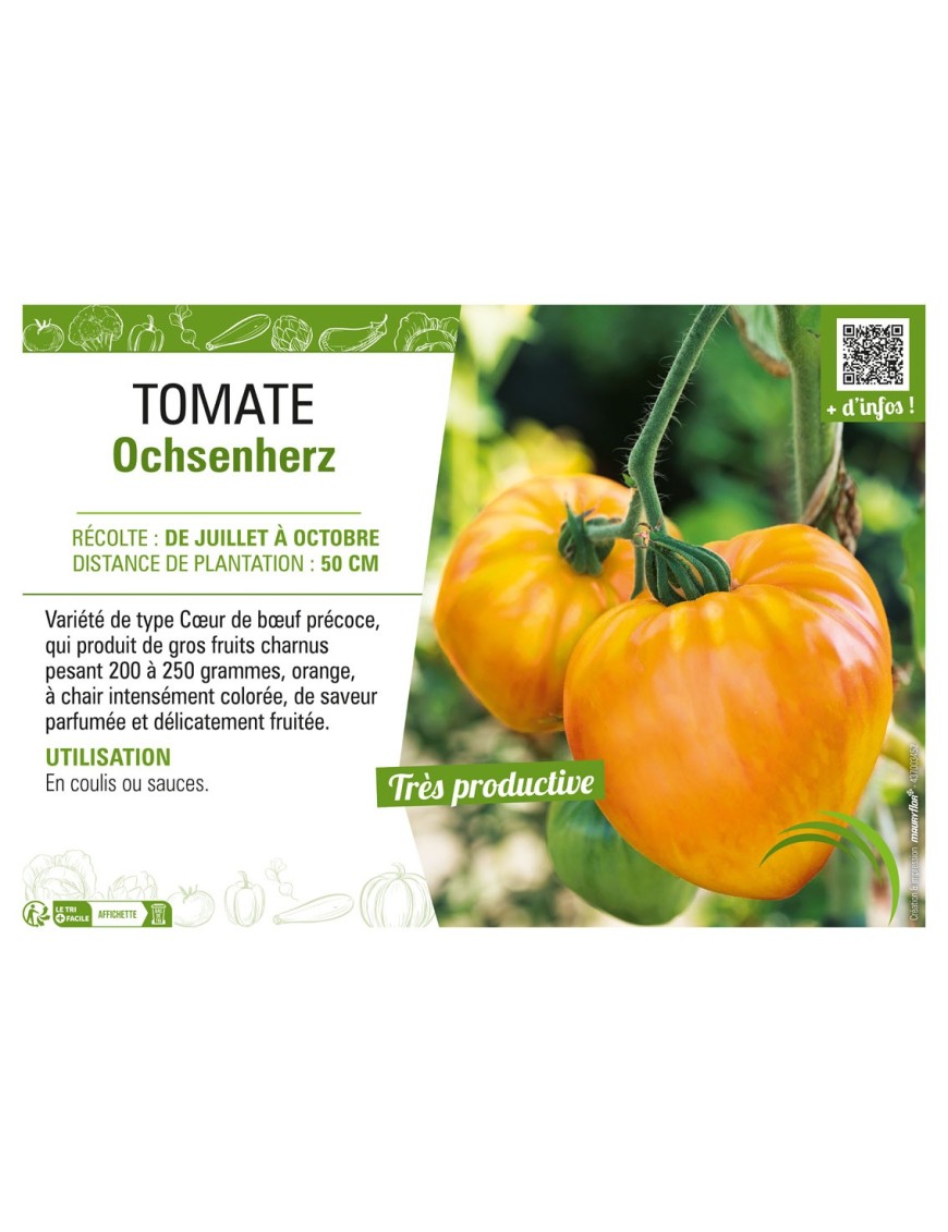 TOMATE OCHSENHERZ