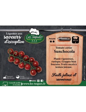 Tomate cerise Sunchocola