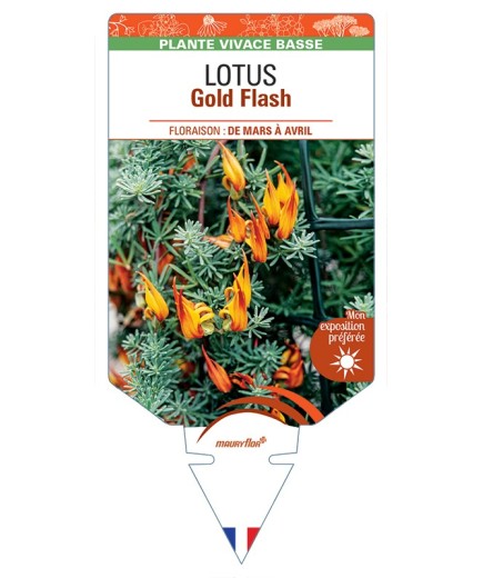 LOTUS Gold Flash