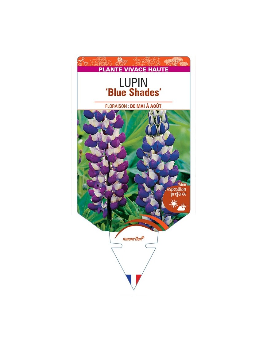 LUPINUS (polyphyllus) Blue Shades