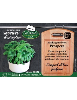 Basilic grand vert Prospera