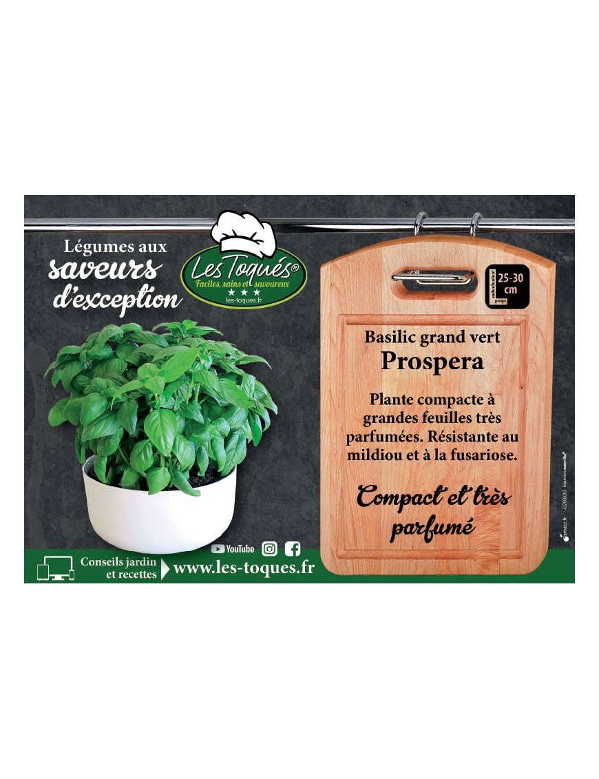 Basilic grand vert Prospera