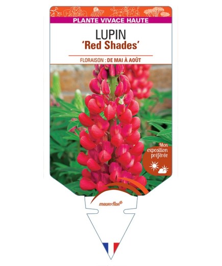 LUPINUS (polyphyllus) Red Shades