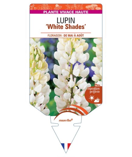 LUPINUS (polyphyllus) White Shades