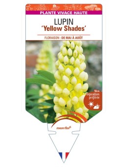 LUPINUS (polyphyllus) Yellow Shades