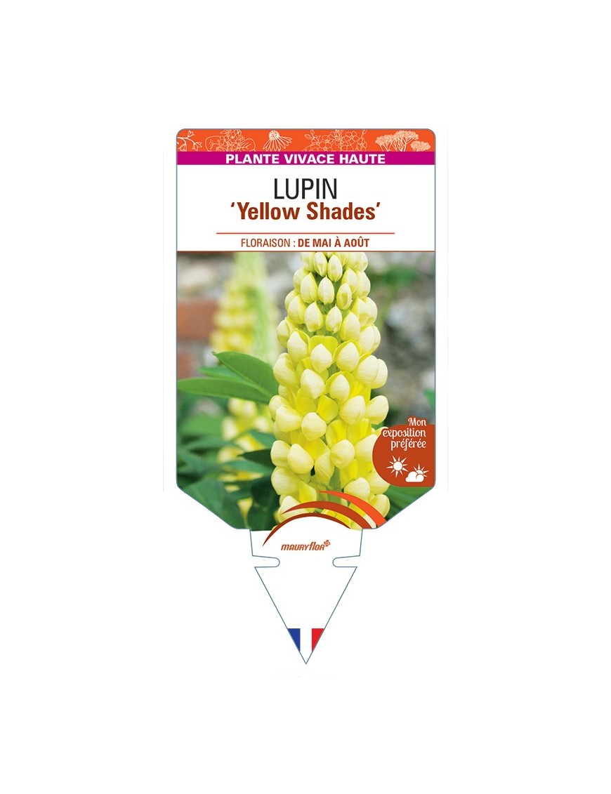 LUPINUS (polyphyllus) Yellow Shades
