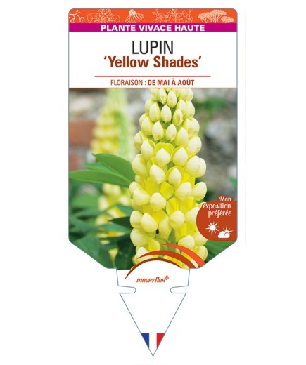 LUPINUS (polyphyllus) Yellow Shades