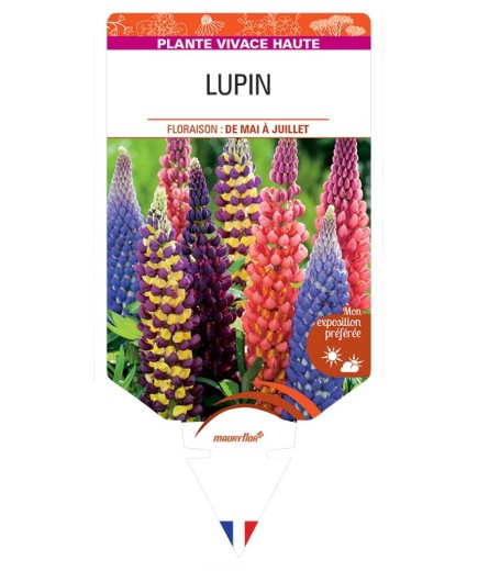 LUPINUS (varié)