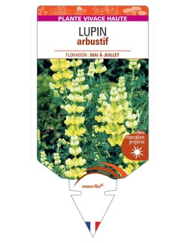 LUPINUS arboreus voir LUPIN arbustif