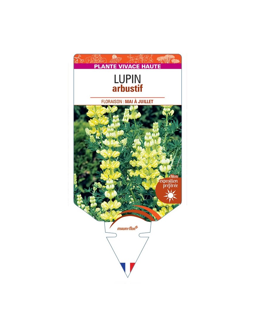 LUPINUS arboreus voir LUPIN arbustif
