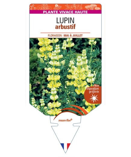 LUPINUS arboreus voir LUPIN arbustif